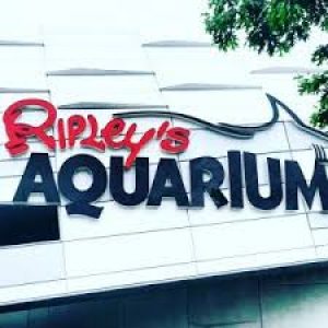 Saturday Night Out Program - Ripley's Aquarium @ Live & Learn Centre