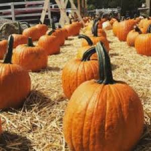 Tween Program - Pumpkin Carving Night @ Live & Learn Centre