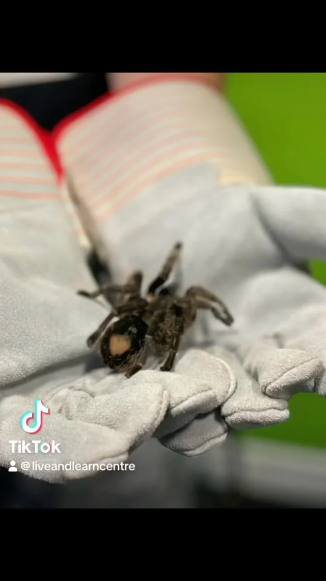 Today we had @pawleysreptiles ! What a great way to start of a new session of evening programs! #seethepersonnotthedisability #inclusion #🕷 #🐢 #🐍 #🦎 #reptile